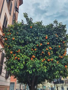 croisieres creatives la spezia 9